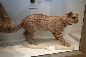 Media type: image;   Mammalogy 34555 Description: Mounted Kodkod in display case at HMNH.;